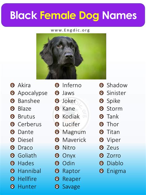 best black female dog names